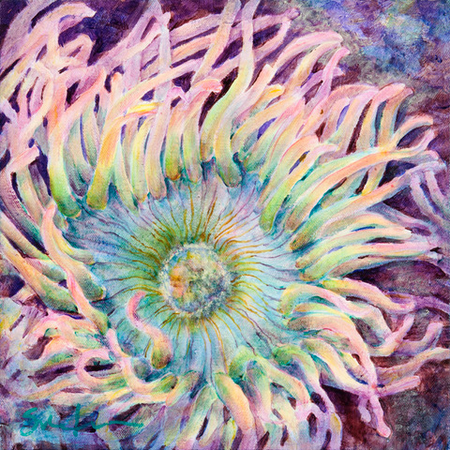 Anemone Dream