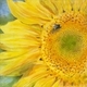 Bee and Sunflower