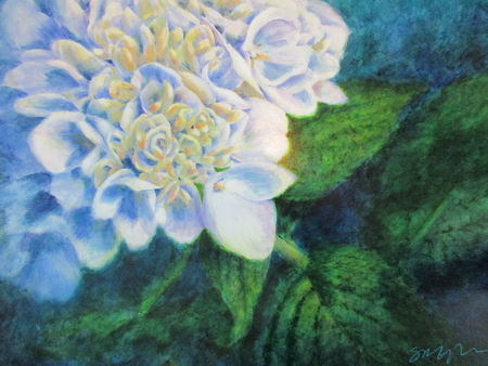 Blue Hydrangea
