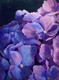 Cascading Hydrangeas