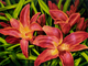 Day Lilies