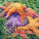 Sea Star Huddle