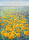 Fields of Sunlight