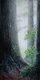 Forest Peace