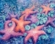 Galaxy of Sea Stars
