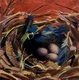 Greeting Card House Wren Nest