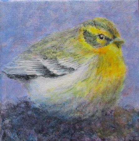 Baby Townsend's Warbler