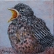 Robin Baby