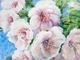 Cherry Blossoms Greeting card