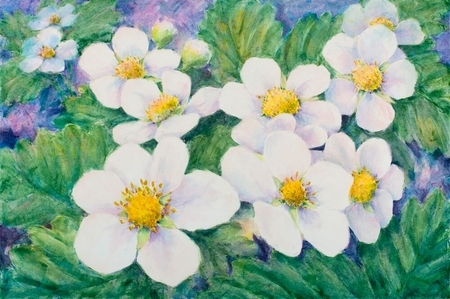 Strawberry Blossom
