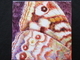 Jeweled Wings #8