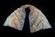Joyful Grasses Silk Scarf