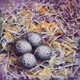 Killdeer Nest