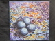 Killdeer Print on Board