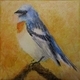 Lazuli Bunting II
