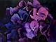 Moonlight Hydrangea