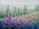 Lupine Meadow