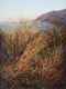 Manzanita Beach Grass