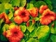 Nasturtium Dance