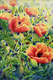 Poppy Tango