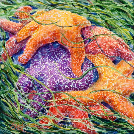 Sea Star Huddle