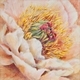 Soft Petal