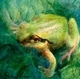 Spring Peeper
