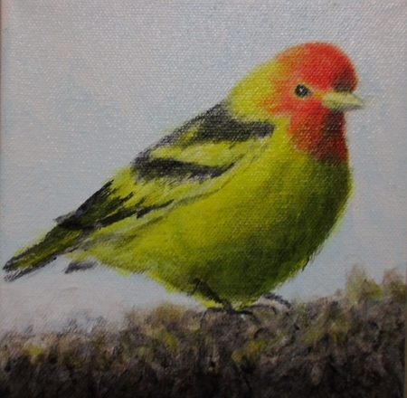 Western Tanager