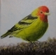 Western Tanager